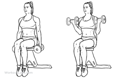 Seated_Dumbbell_Curl1